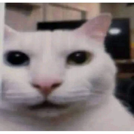 Sticker: Gato mirando fijo