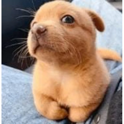Sticker: Perrito tierno