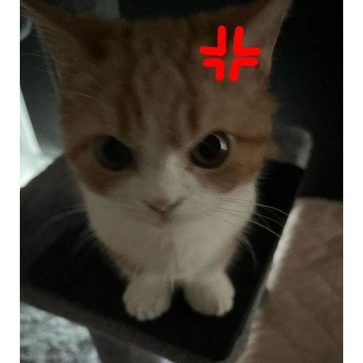 Sticker: Angry kitten