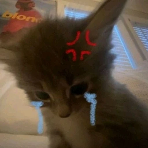 Figurinha: Gatinho triste com raiva