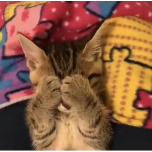 Figurinha: Gatinho com vergonha