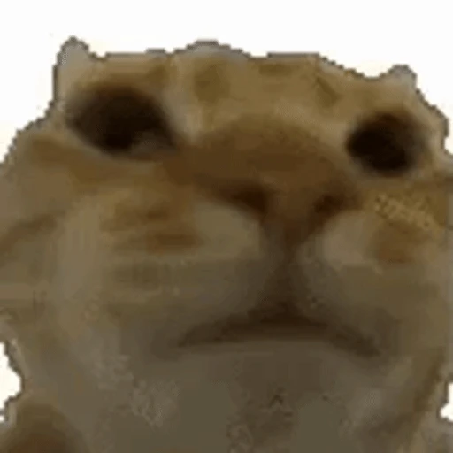 Sticker: Staring cat