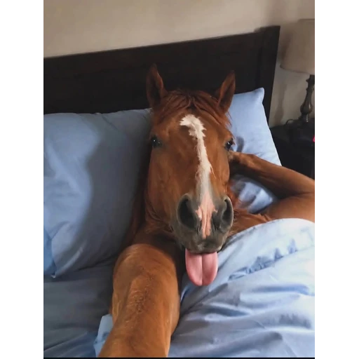 Figurinha: Cavalo na cama