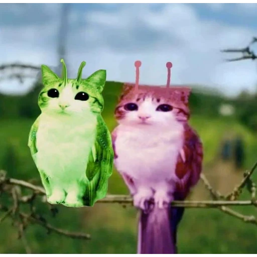 Figurinha: Gatos Alienígenas