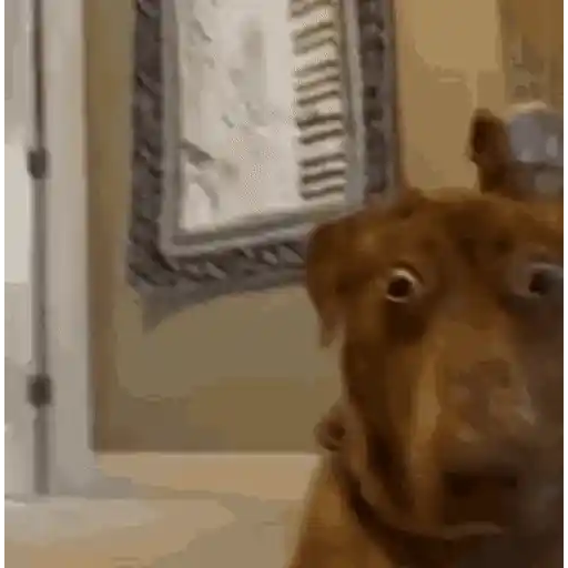 Figurinha: Cachorro assustado com glitch
