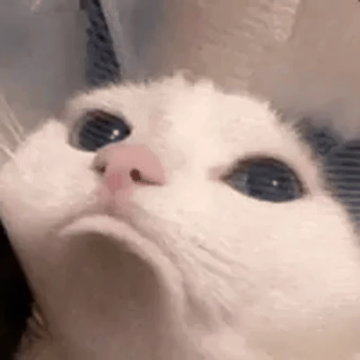 Figurinha: Gato assustado com glitch