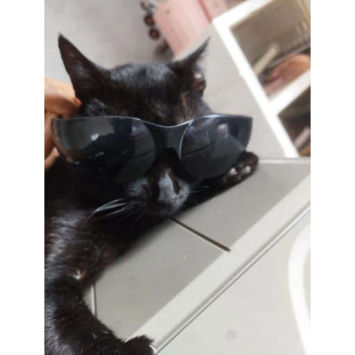 Sticker: Gato estiloso con lentes