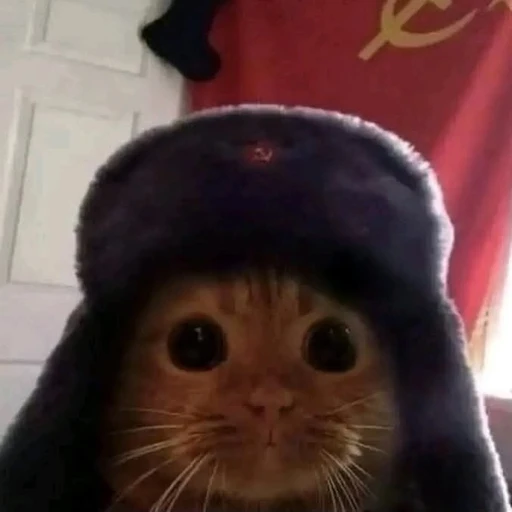 Figurinha: Gato comunista