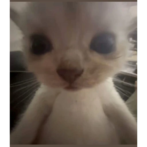 Figurinha: Gatinho de perto