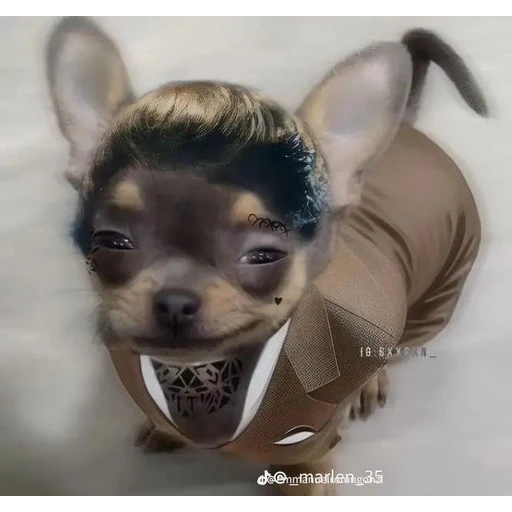 Figurinha: Chihuahua Estiloso