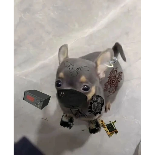 Figurinha: Cachorrinho Faith