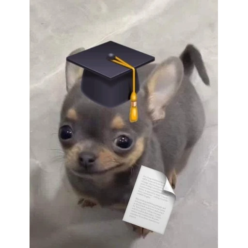 Sticker: Graduate Puppy