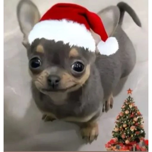 Sticker: Christmas Puppy
