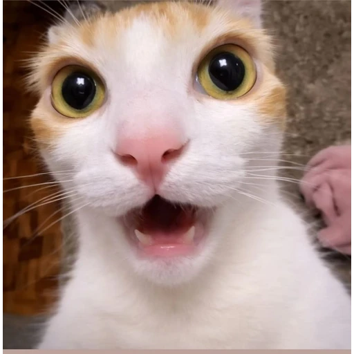 Figurinha: Gatinho Surpreso