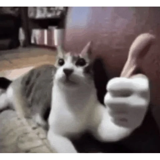 Sticker: Gato con pulgar arriba