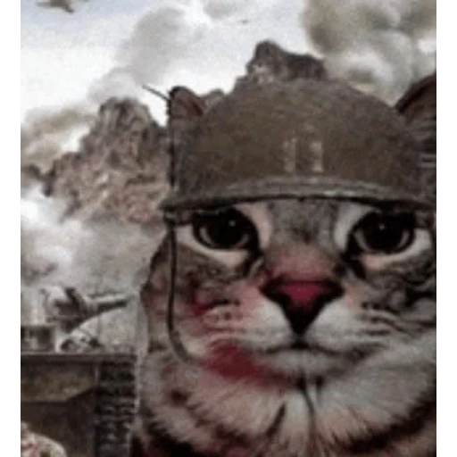 Figurinha: Gato Soldado