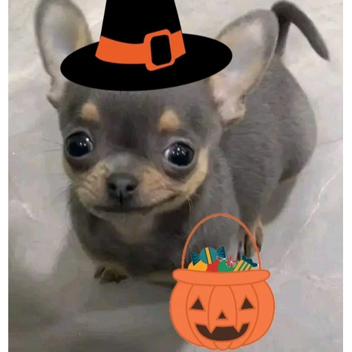 Sticker: Halloween Puppy