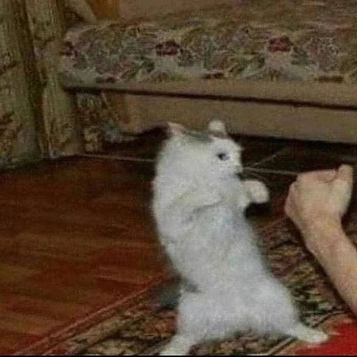 Figurinha: Gato lutador