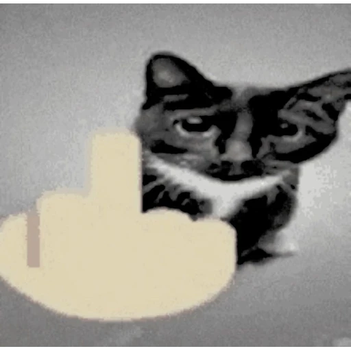 Sticker: Gato haciendo una grosería