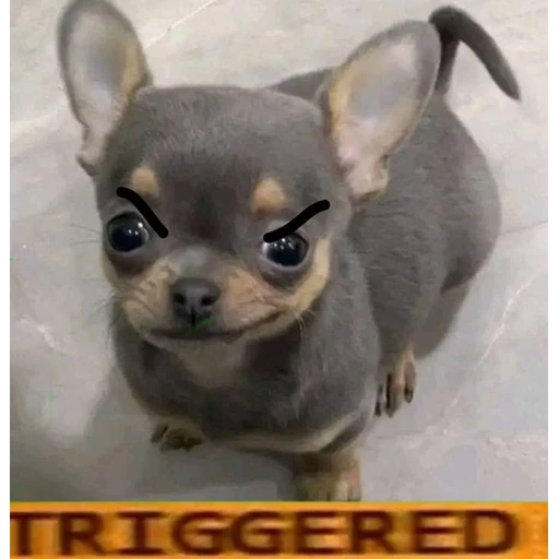 Figurinha: Cachorro Triggered