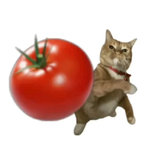 Figurinha: Gato com tomate