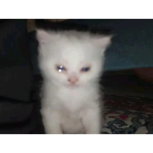 Sticker: Sad kitten