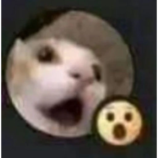 Sticker: Gato impactado