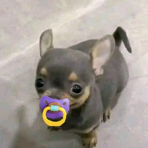 Sticker: Puppy with Pacifier