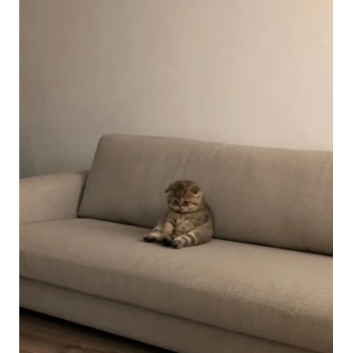 Sticker: Sad kitten on the sofa