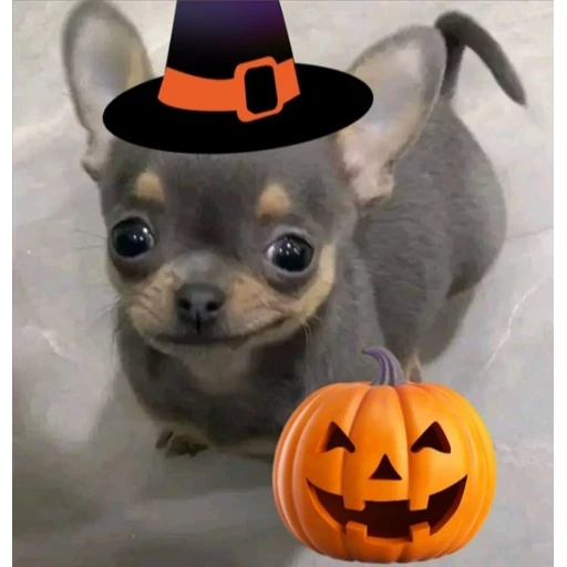 Sticker: Halloween Puppy