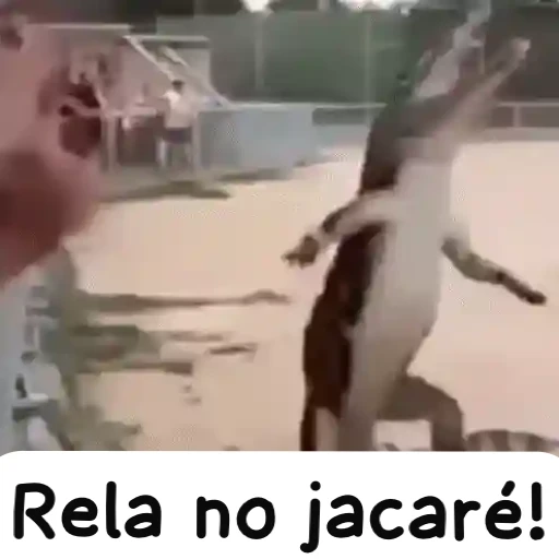Figurinha: Rela no jacaré!
