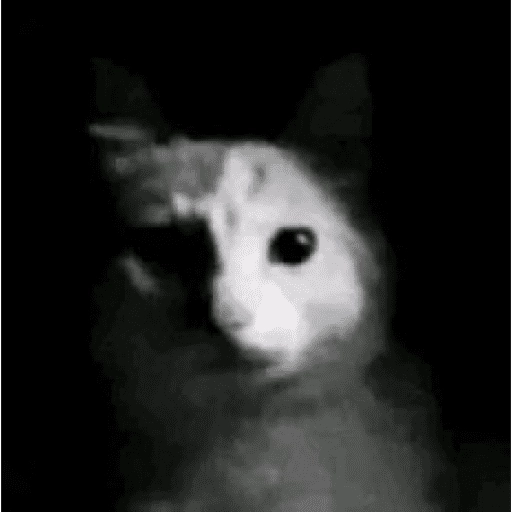 Sticker: Gato asustado