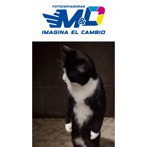 Figurinha: Gato de M&O