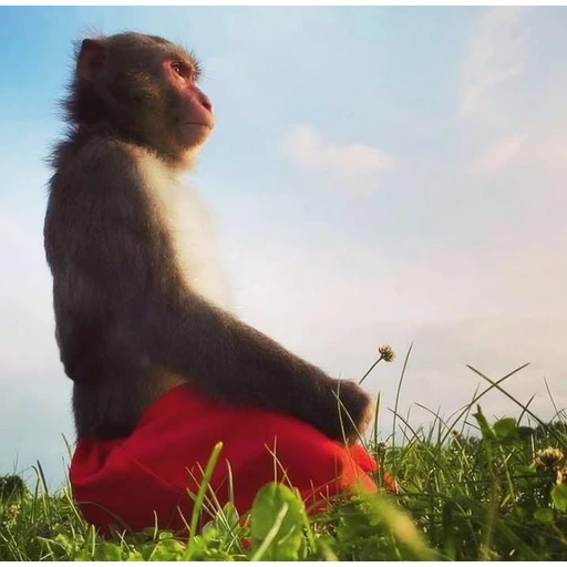Figurinha: Macaco em meditação