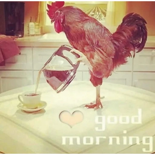 Sticker: Gallo Buenos Días