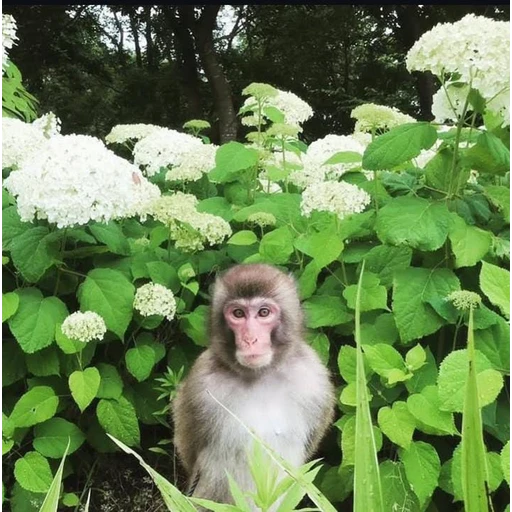 Figurinha: Macaco no jardim