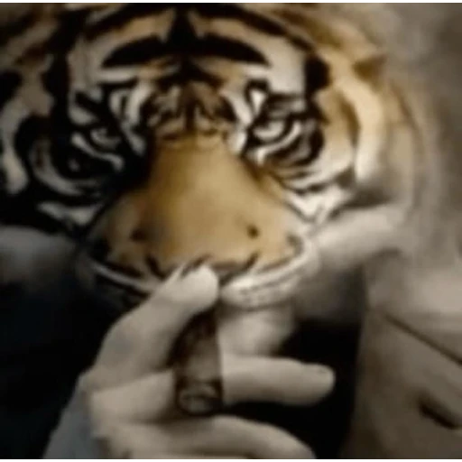 Figurinha: Tigre Mafioso