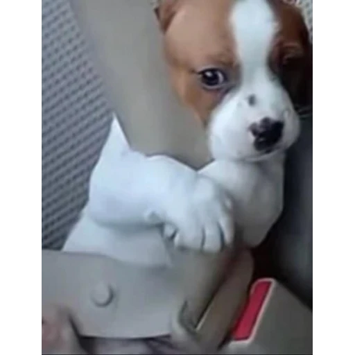 Figurinha: Filhote fofo no cinto