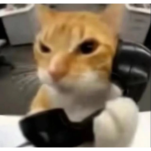 Sticker: Cat answering phone