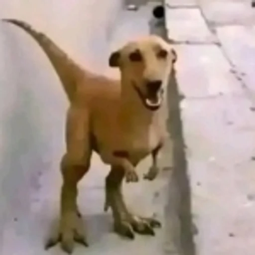 Figurinha: Cachorro dinossauro