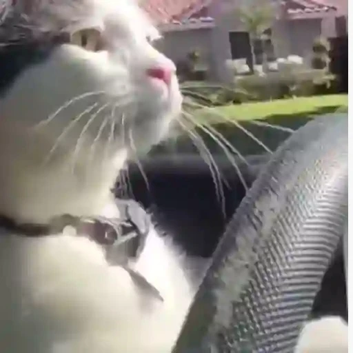 Figurinha: Gato dirigindo