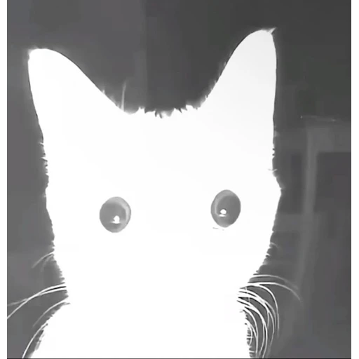 Figurinha: Gato assustado