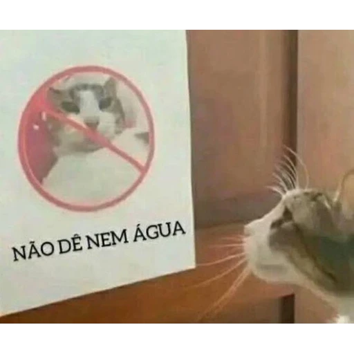 Figurinha: Não dê nem água