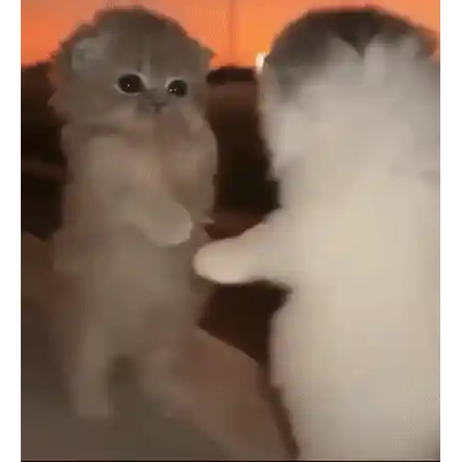 Sticker: Gatitos bailando