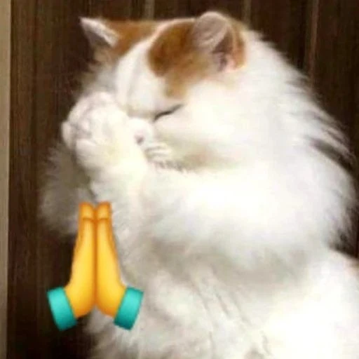 Sticker: Praying kitten