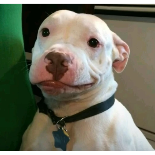 Figurinha: Cachorro carinhoso