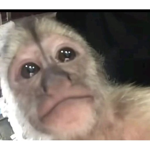 Figurinha: Macaco pensativo
