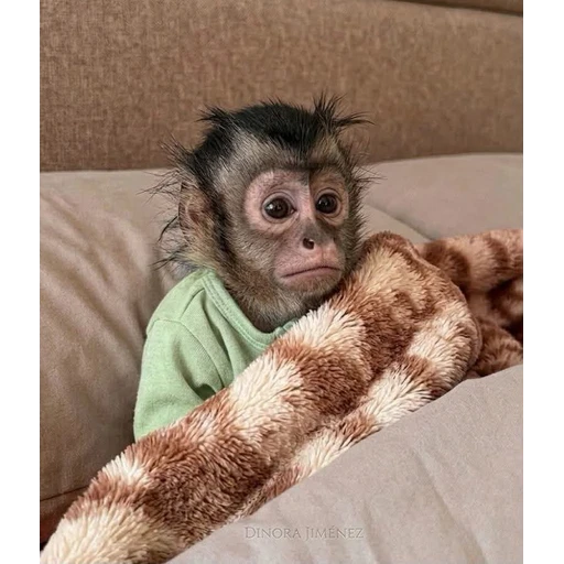 Figurinha: Macaco Sonolento