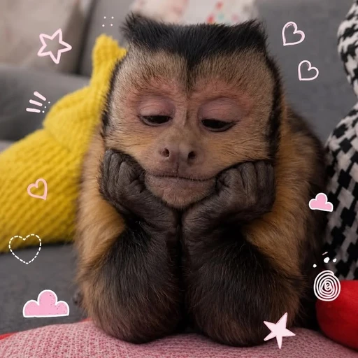 Sticker: Monito tierno pensativo