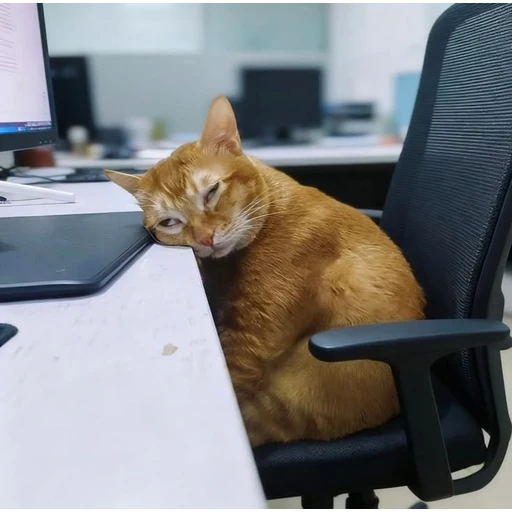 Sticker: Tired cat at office